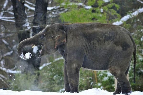 Слоны и снег